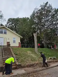 Tree Cutters Tree Professionals in Anderson